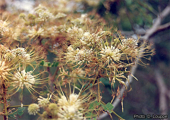 File:Albizia adianthifolia Inflorescences D LOUPPE mini.jpg