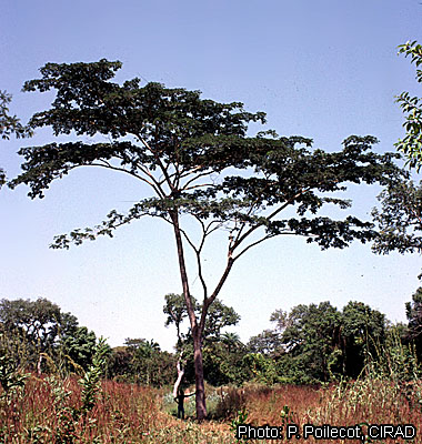 File:Albizia adianthifolia P POILECOT.jpg