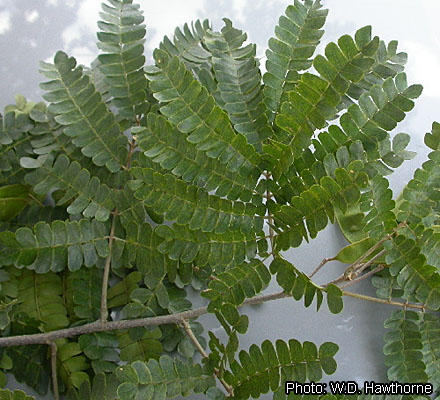 File:Albizia adianthifolia W.D. Hawthorne01.jpg