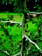 branches