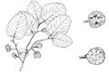 leaves and fruits