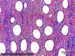 wood in transverse section