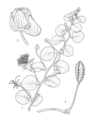 Thumbnail for version as of 17:53, 2 July 2025