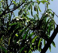 leaves