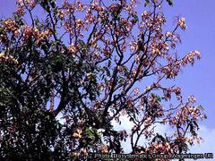 fruiting tree