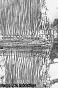 wood in radial sections