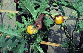 leaf and fruits