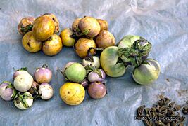 fruits on the market