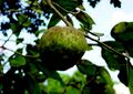 fruit