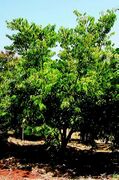 habit