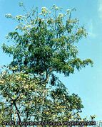 tree habit
