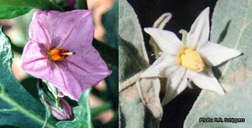 fused petals in a Solanum macrocarpon flower (left) and free petals in a Solanum aethiopicum flower (right)