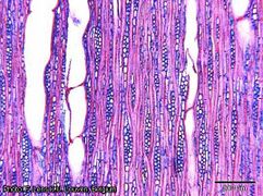wood in tangential section