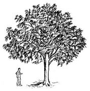 habit