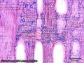 Thumbnail for version as of 17:58, 2 July 2025