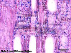 wood in radial section