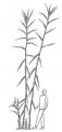 habit