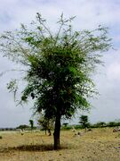 habit