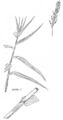 leaves and flowers