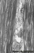 wood in tangential section