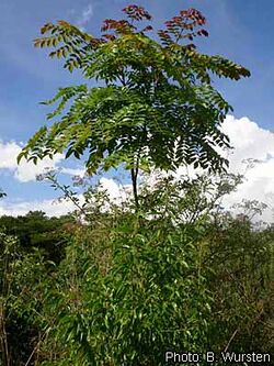 alt=Description of Acrocarpus fraxinifolius Wursten.jpg picture.