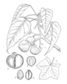 Thumbnail for version as of 17:56, 2 July 2025