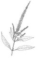inflorescence