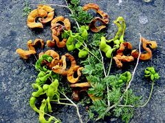 fruits