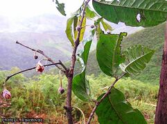 leaves and fruits