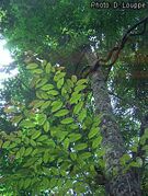 leaves