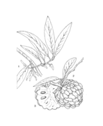 1, flowering branch; 2, branch with fruit (pseudocarp); 3, halved fruit (PROSEA)