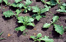field, cultivation for both fruits and leaves