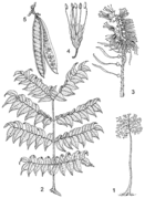 1, tree habit; 2, leaf; 3, inflorescence; 4, flower; 5, fruit. Source: PROSEA