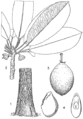 Thumbnail for version as of 17:54, 2 July 2025