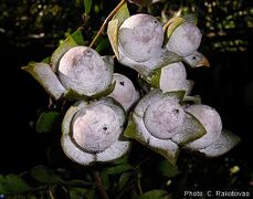 fruits