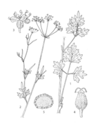 1, leafy shoot; 2, flowering shoot; 3, flower; 4, fruit; 5, cross-section through mericarp (PROSEA)