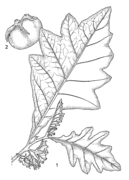 1, flowering branch; 2, fruit. Redrawn and adapted by Achmad Satiri Nurhaman