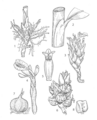Thumbnail for version as of 17:58, 2 July 2025