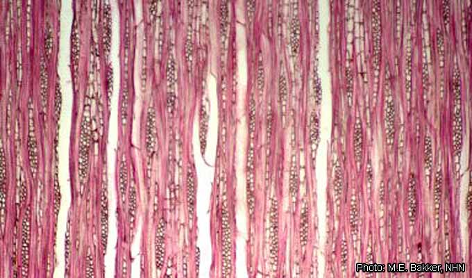 Fichier:Psydrax parviflora M.E. Bakker tls.jpg