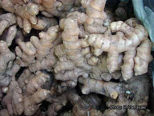 Fichier:Curcuma longa 010513.jpg