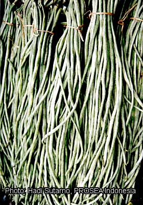 Fichier:Vigna unguiculata 079.jpg