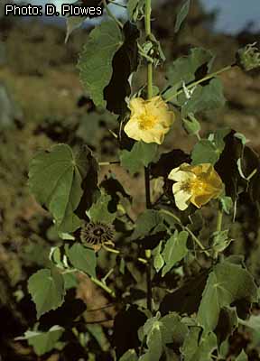 Fichier:Abutilon angulatum flowering plant Zimbabweflora D. Plowes.jpg
