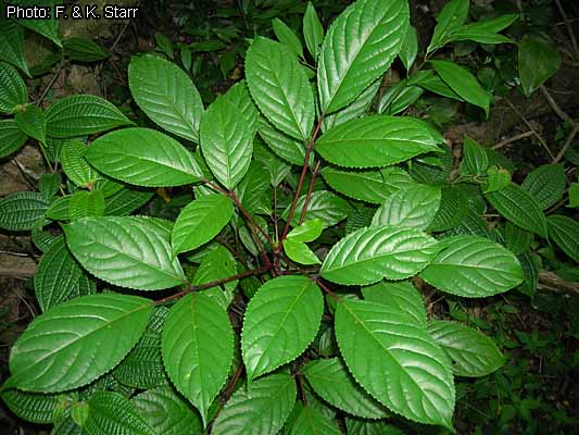 Fichier:Bischofia javanica Starr hawaii 1.jpg