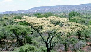 arbre en fleurs