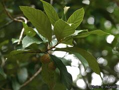 feuilles et fruits