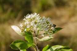 alt=Description de l'image Nuxia congesta Ehoarn Bidault inflorescence.jpg.