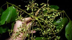 alt=Description de l'image Lannea welwitschii Gilles Dauby infrutescence.jpg.