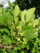 jeunes fruits