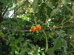 alt=Description de l'image Kiggelaria africana Jon Richfield fruits.jpg.
