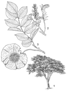 1, port de l'arbre ; 2, partie d'un rameau en fleurs ; 3, rameau en fruits. Redessiné et adapté par Iskak Syamsudin